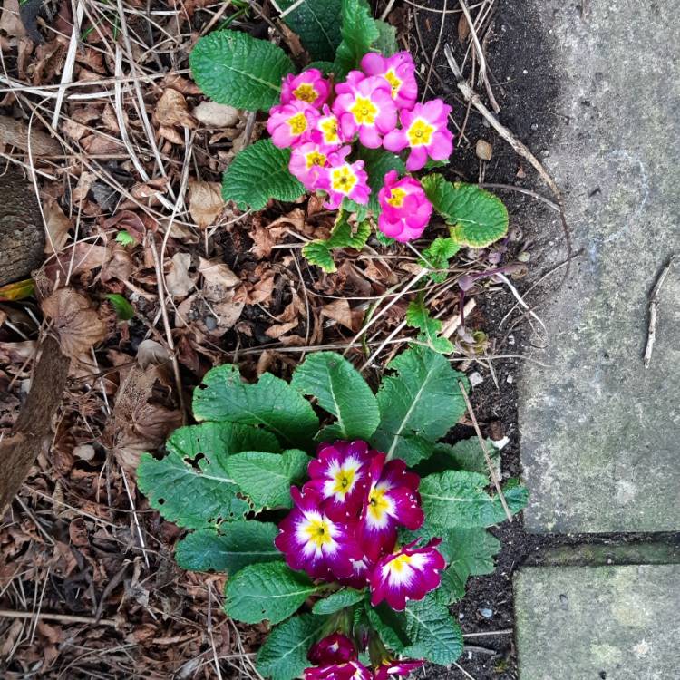 Plant image Primula acaulis