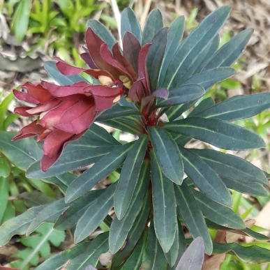 Plant image Euphorbia amygdaloides 'Purpurea' syn. Euphorbia amygdaloides 'Rubra'