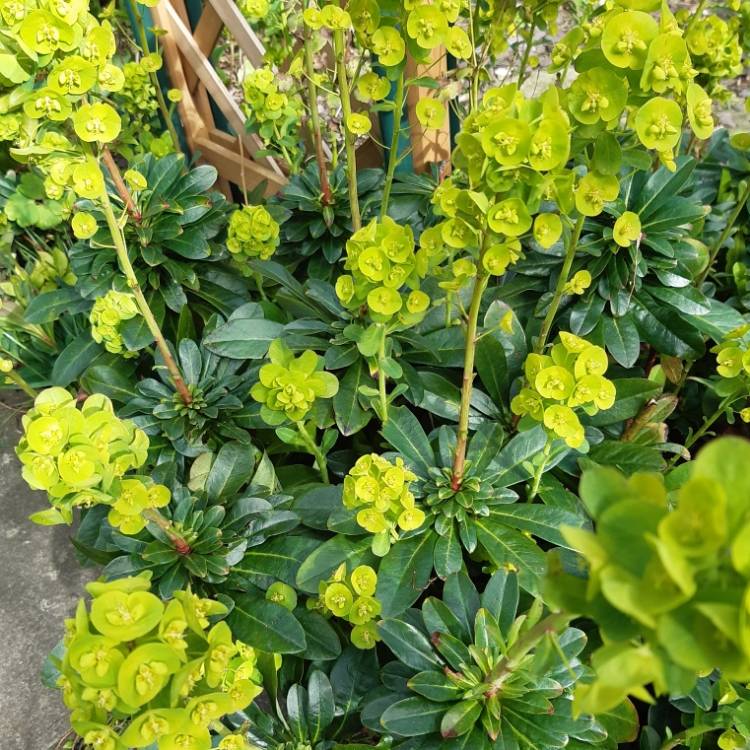 Plant image Euphorbia