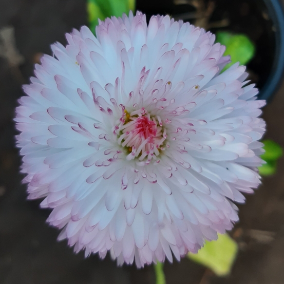 Plant image Bellis Perennis