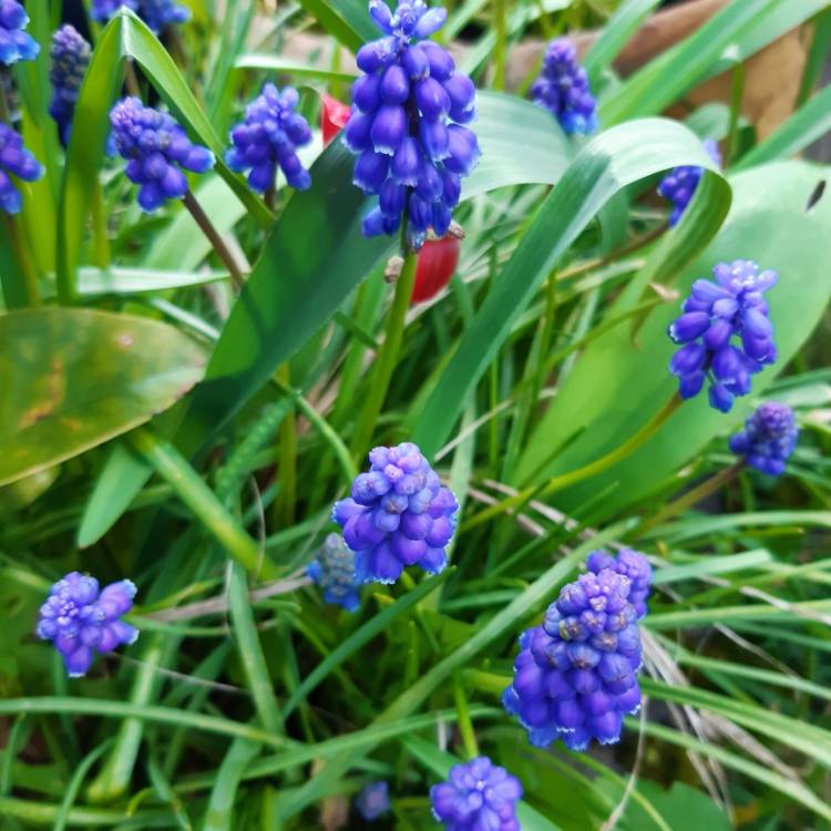 Plant image Muscari