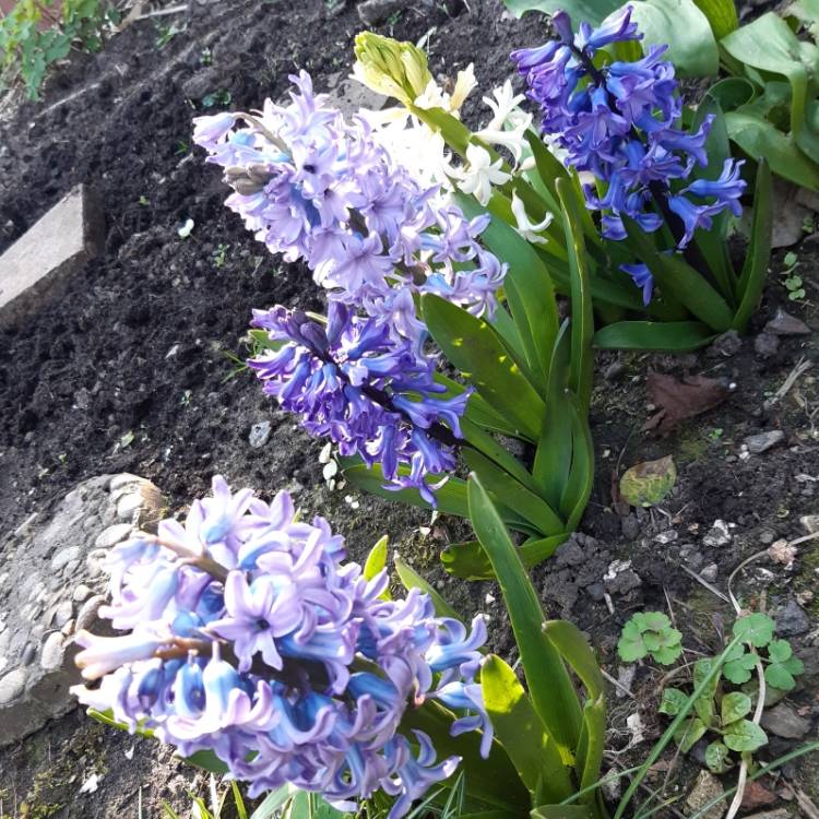 plant image 1252925