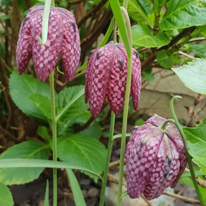 Plant image Fritillaria meleagris