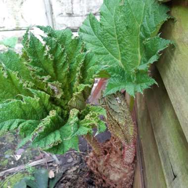 Gunnera manicata