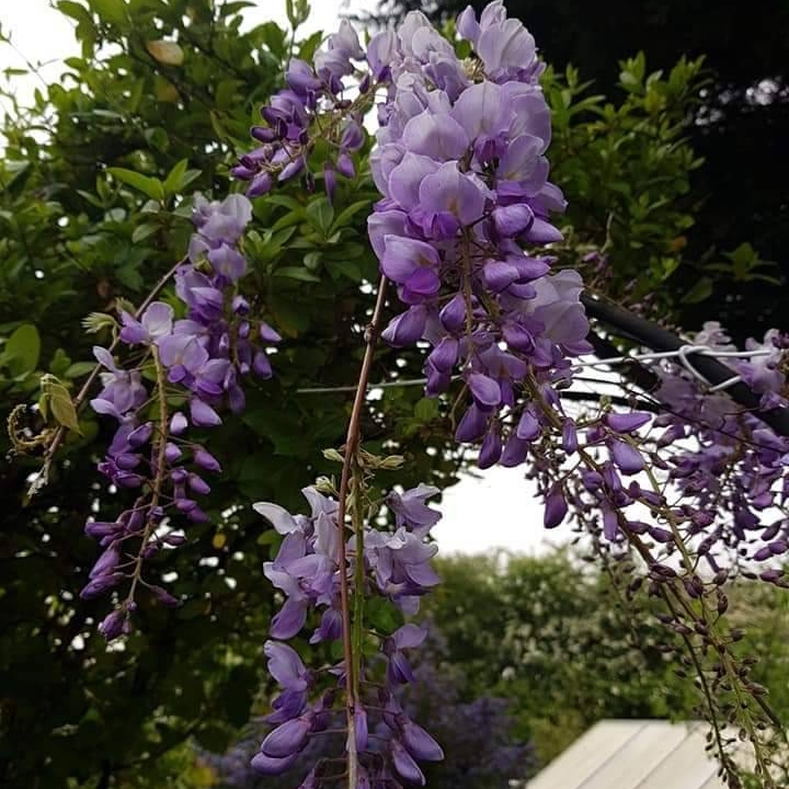 plant image 1280069