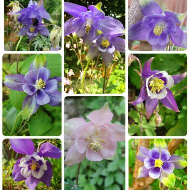 Aquilegia