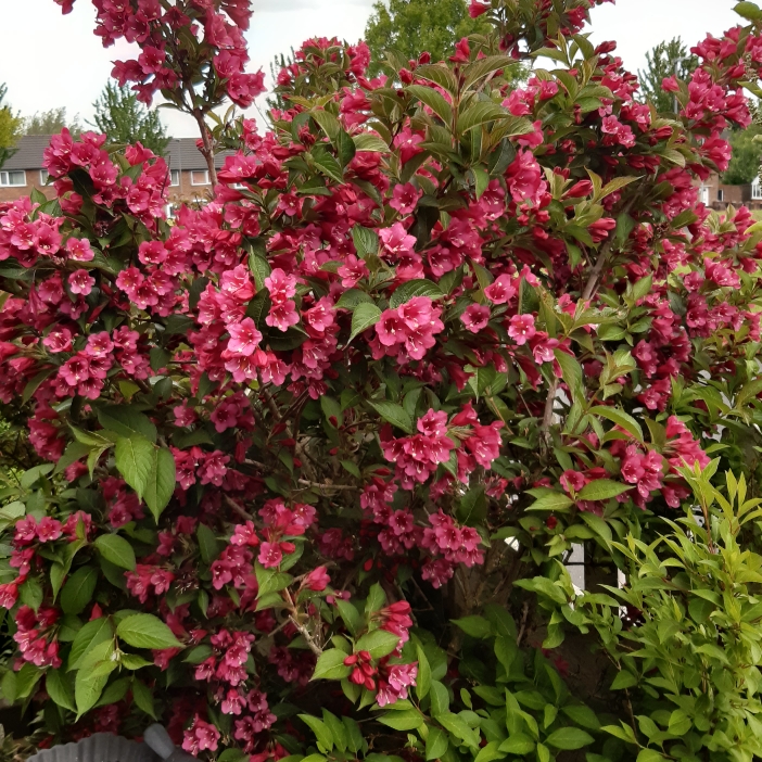 plant image 1296405