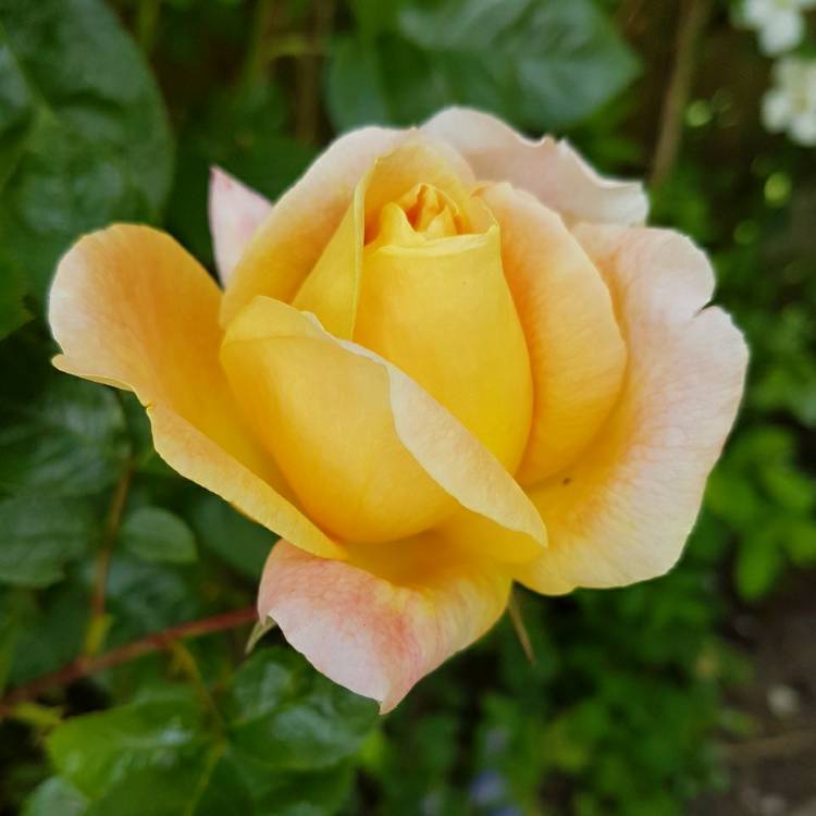Plant image Rosa 'Madame A. Meilland' syn. Rosa 'Peace', Rosa 'Gloria Dei', Rosa 'Gioia'