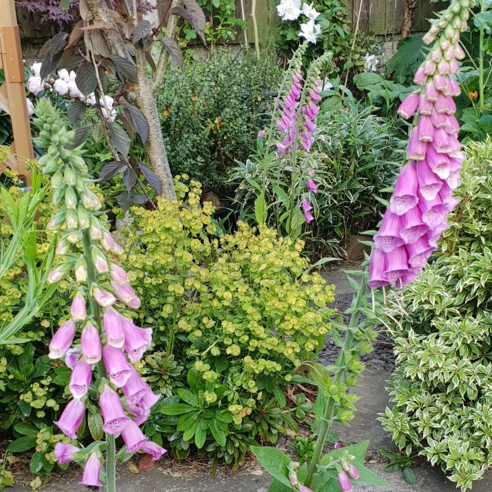 plant image 1316964