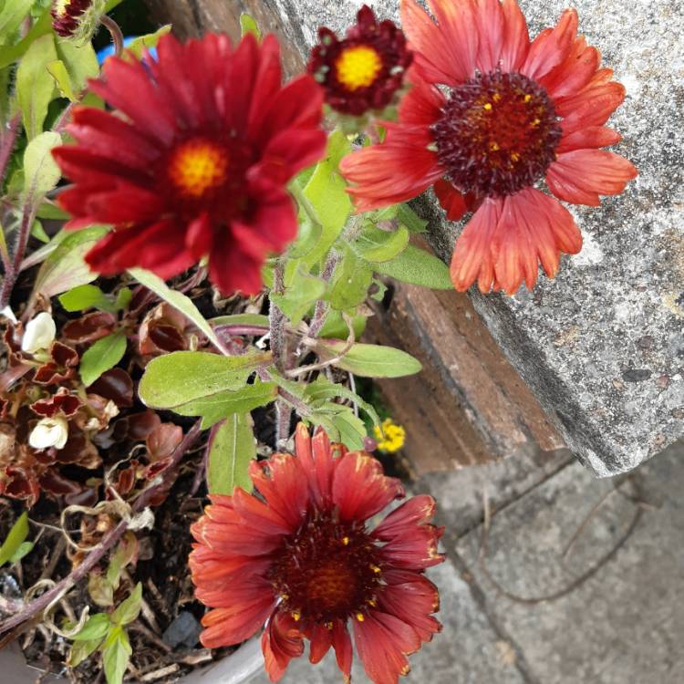 Plant image Gaillardia x grandiflora 'Burgunder' syn. Gaillardia 'Burgunder', Gaillardia x grandiflora 'Burgundy', Gaillardia 'Burgundy'