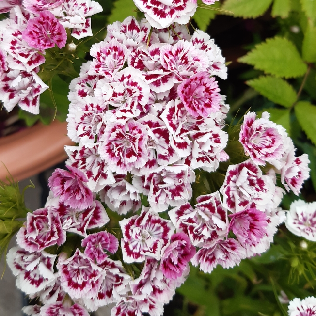 Plant image Dianthus barbatus