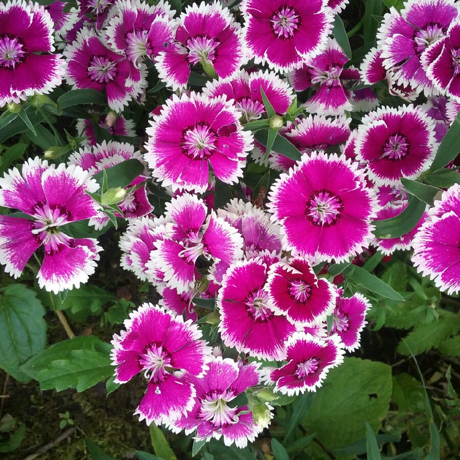 Plant image Dianthus EverLast 'Lilac Eye'