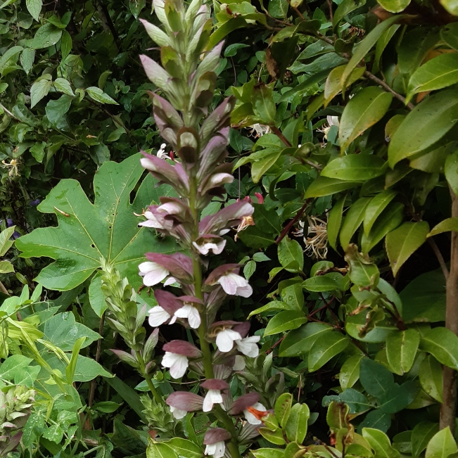 Plant image Acanthus mollis
