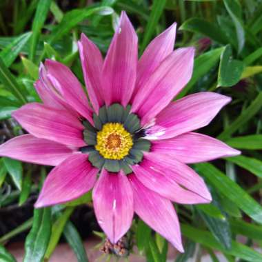 Gazania