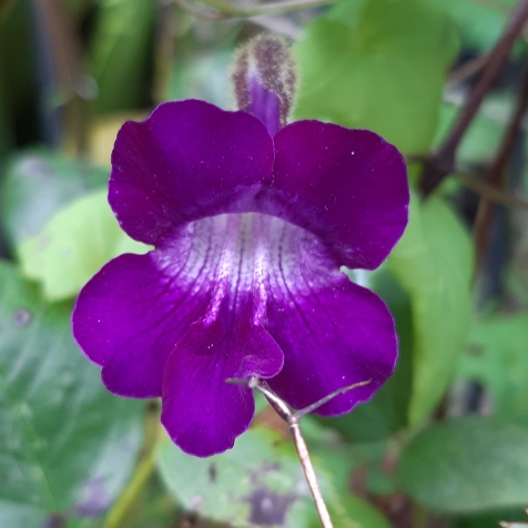 Plant image Asarina Scandens