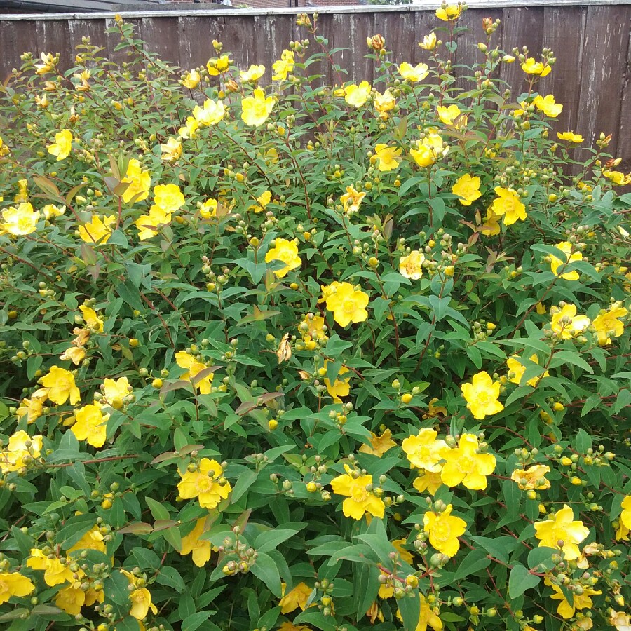Hypericum x moserianum 'Little Misstery'