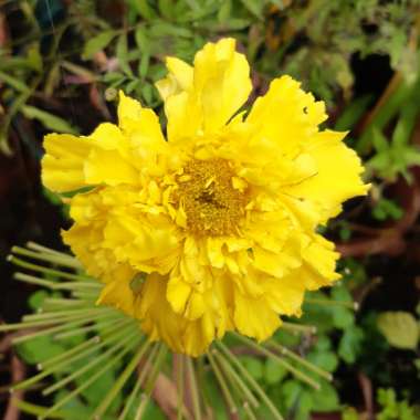 Tagetes erecta