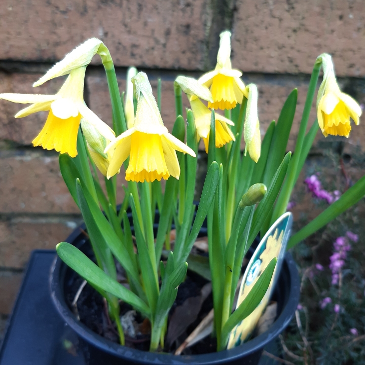 Plant image Narcissus 'Tête-à-Tête'