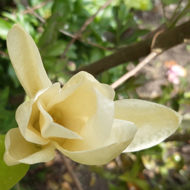 Plant image Magnolia x brooklynensis 'Yellow Bird'