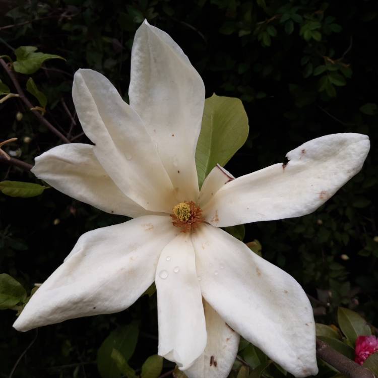 Plant image Magnolia x brooklynensis 'Yellow Bird'