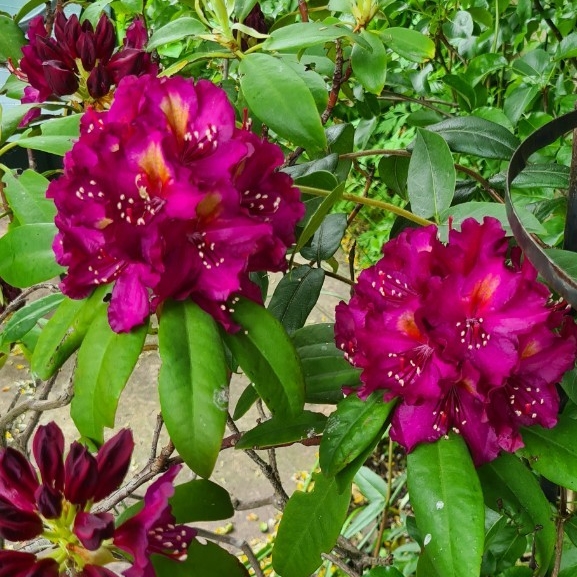 plant image 1491761