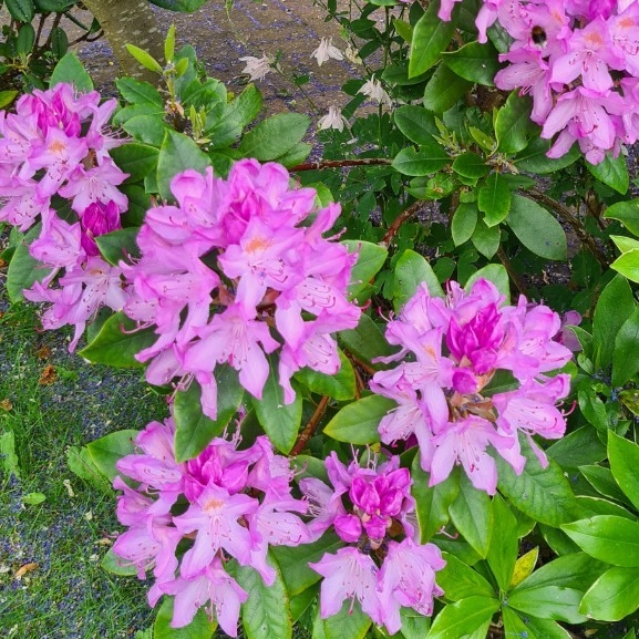 plant image 1491762