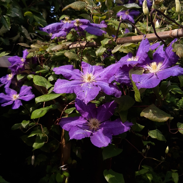 Plant image Clematis x jackmanii 'Purpurea'