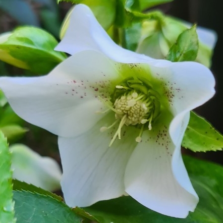 plant image 1559612