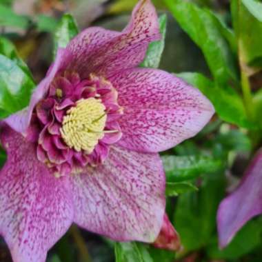 Helleborus