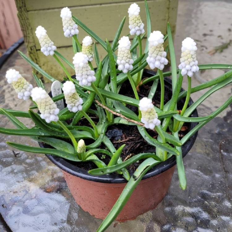 plant image 1571763