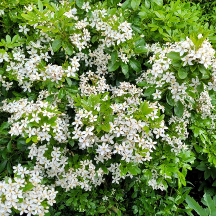 plant image 1586596
