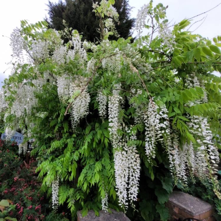 plant image 1593145