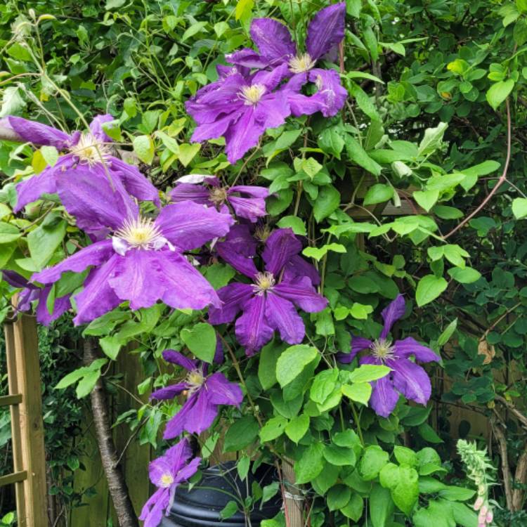 plant image 1596044