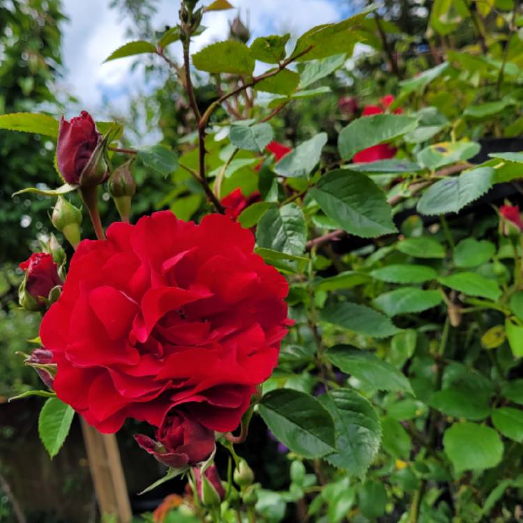plant image 1596046