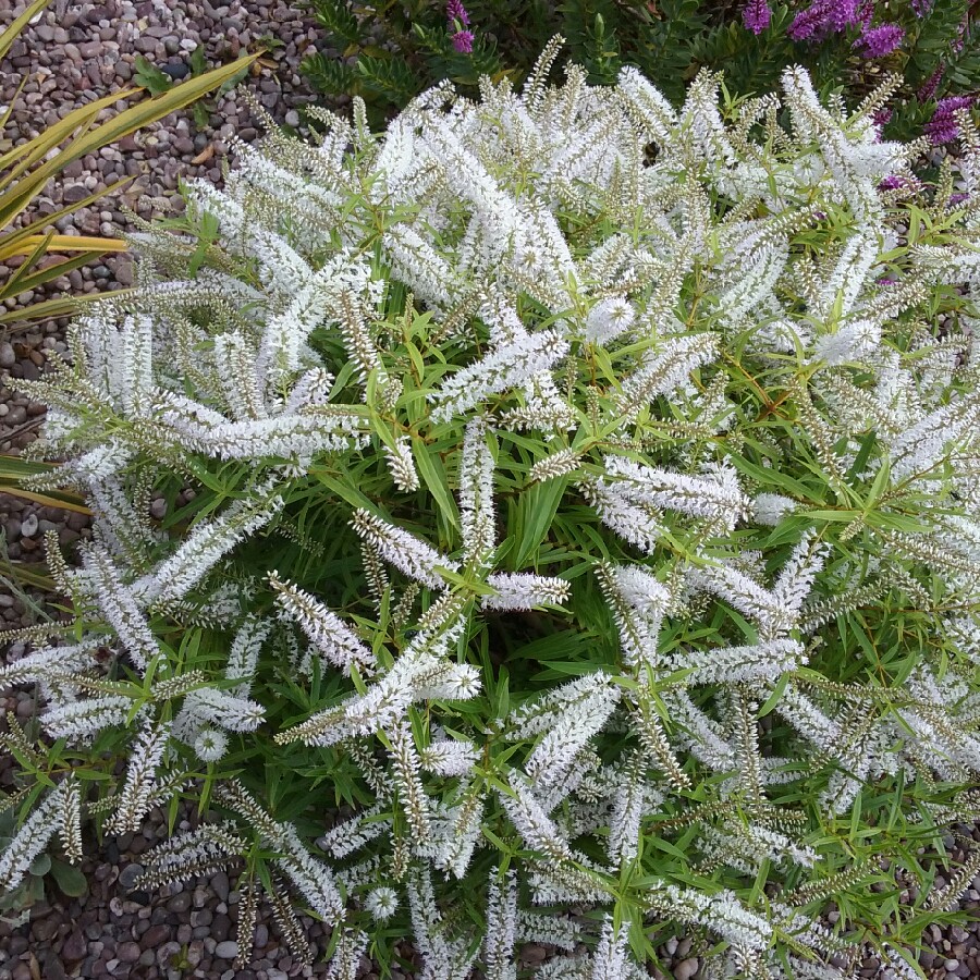 plant image 159895