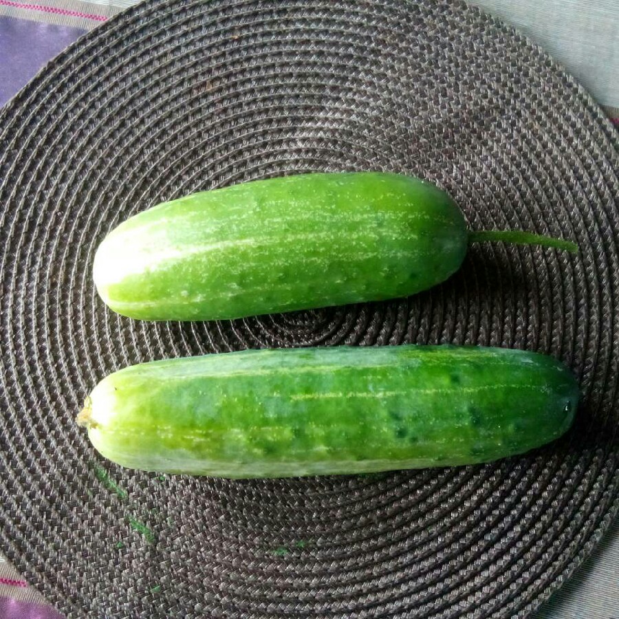 Cucumis sativus