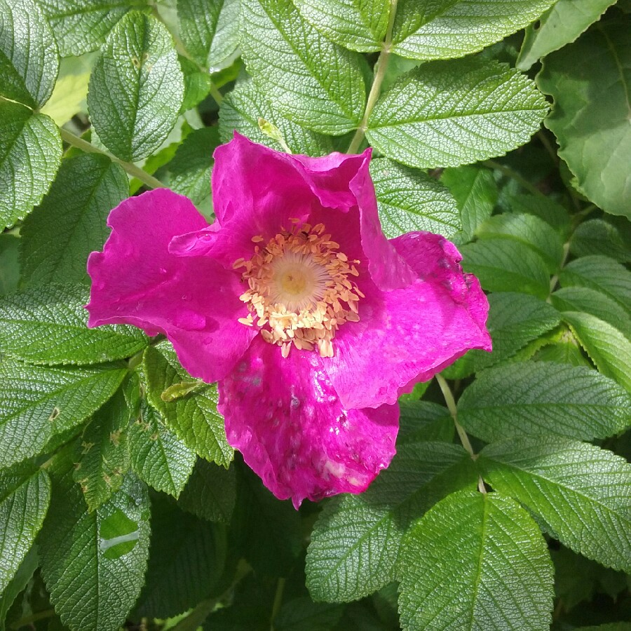 Plant image Rosa rugosa 'Pink'