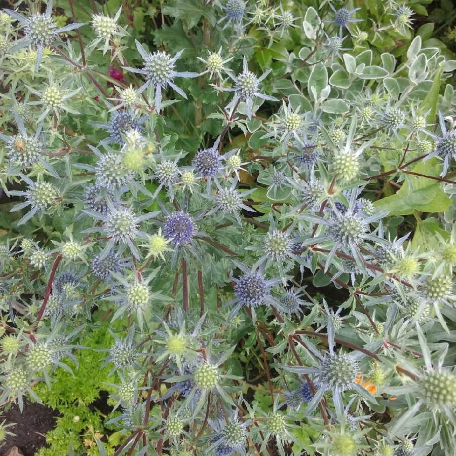 Plant image Eryngium planum 'Blue Hobbit'