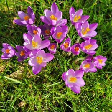 Crocus