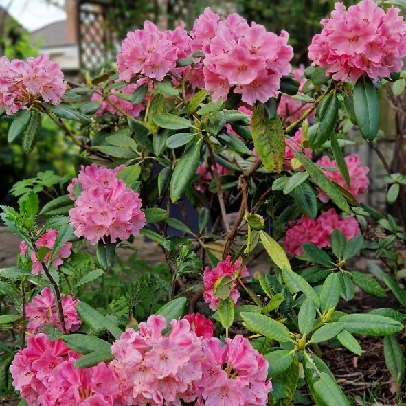 plant image 1663809