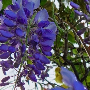 Chinese Wisteria