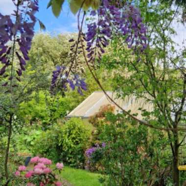Jeff's garden