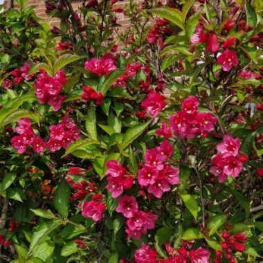 Weigela