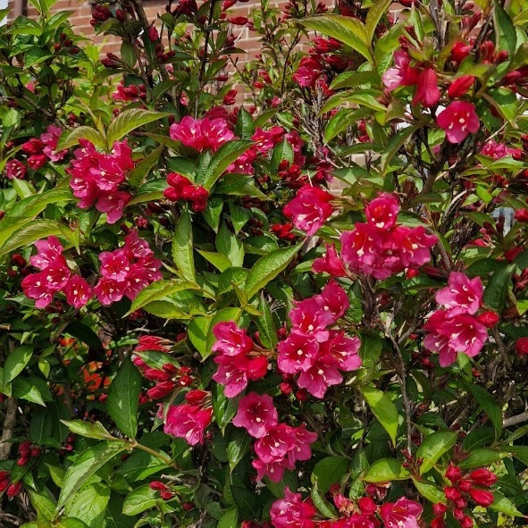 plant image 1663812