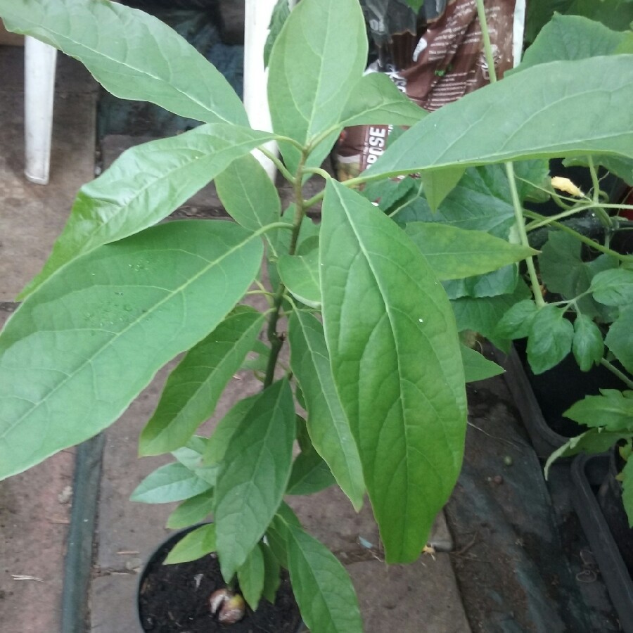Persea americana  syn. Persea gratissima