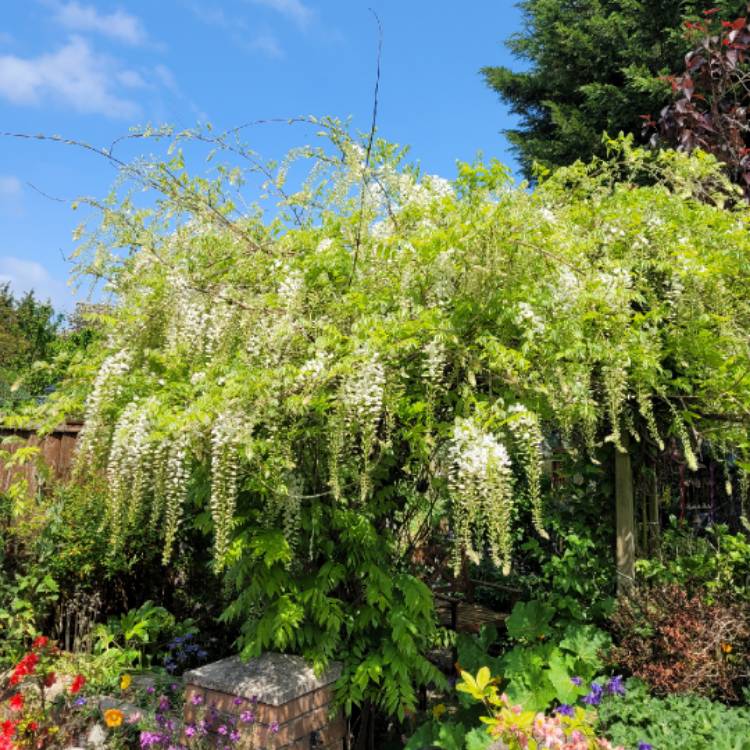 plant image 1666258 plant image 1666258