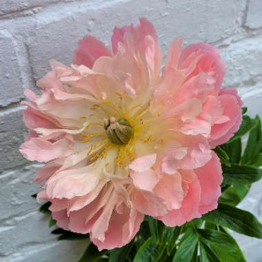 Peony