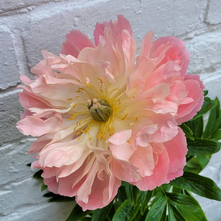 plant image 1666260
