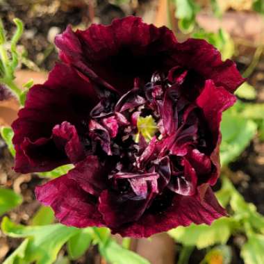 Opium Poppy
