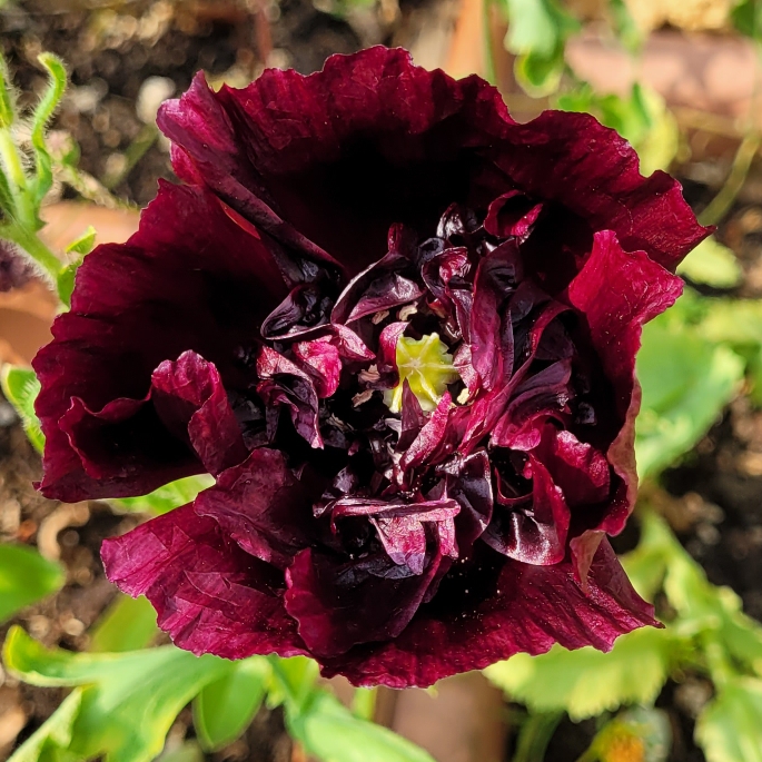 plant image 1672112